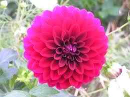 Dalia