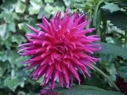 Dalia