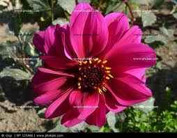 Dalia