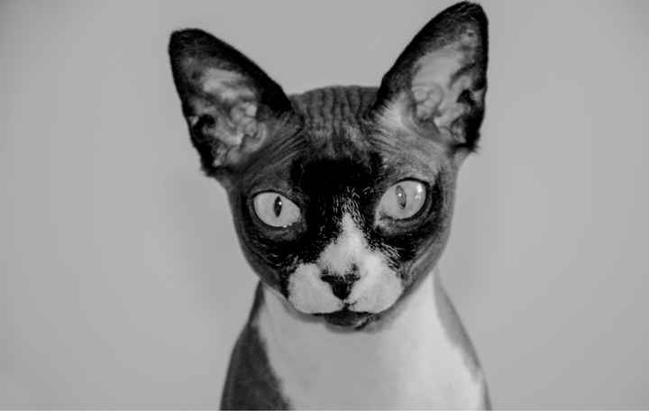 Gatos en las fotos???? - 1