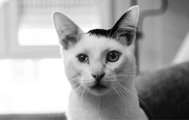 Gatos en las fotos???? - 2