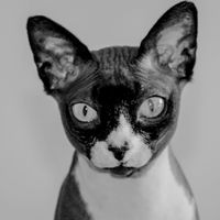 Gatos en las fotos???? - 1