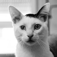 Gatos en las fotos???? - 2