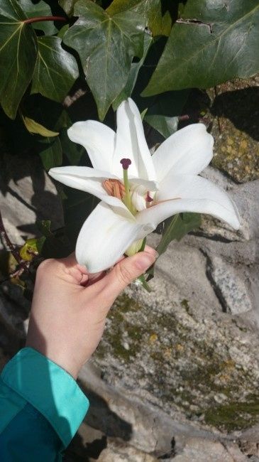 ¿Qué tipo de flores vais a llevar en el ramo? - 1