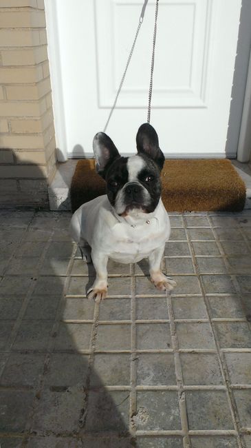 Preboda con mascota - 1