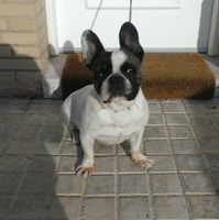 Preboda con mascota - 1