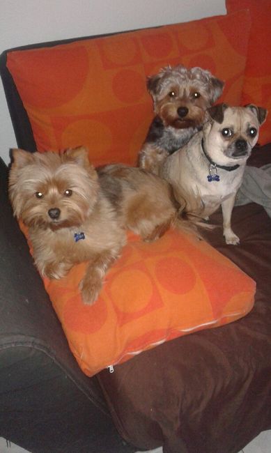 Mascotas en casa: ¿sí o no? - 1