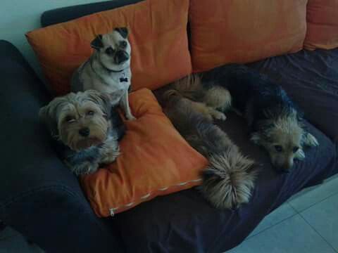 Mascotas en casa: ¿sí o no? - 2