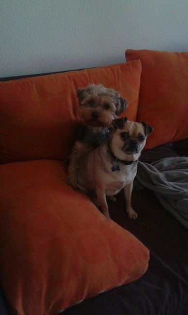 Mascotas en casa: ¿sí o no? - 3