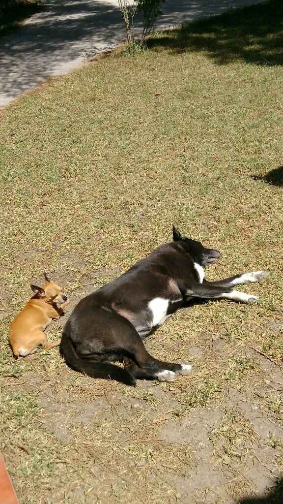 ¿Cómo se llama vuestra mascota? - 2