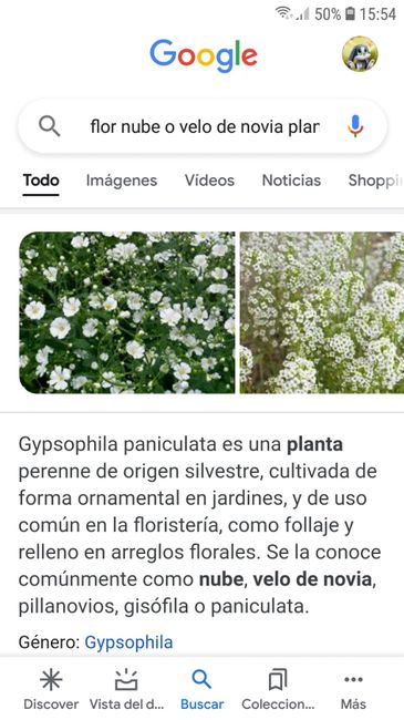 ¿Sabéis que planta/flor es? 4