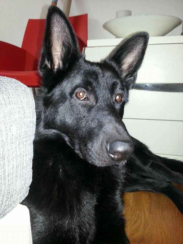 Llevaréis a vuestro perro al día b - 1