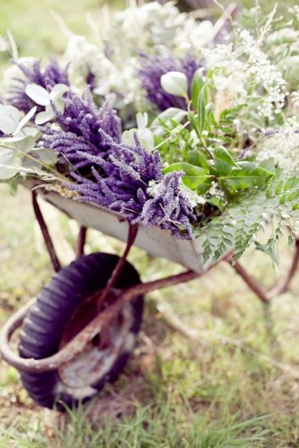 Carretilla de lavanda