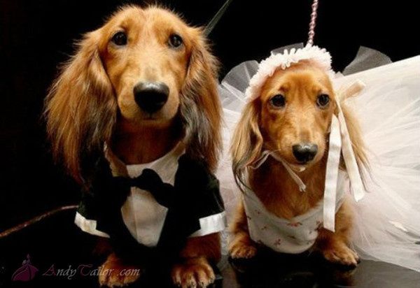 Perros 1