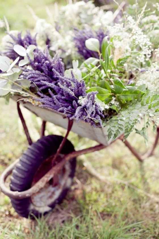 Carretilla de lavanda