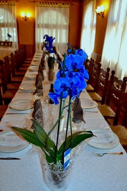 PHALAENOPSIS AZUL