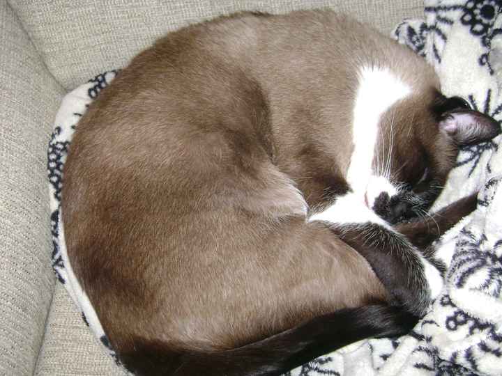 mi gatito