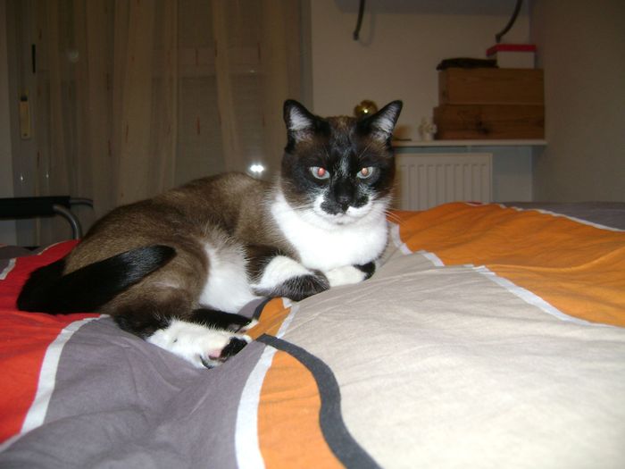 mi gato