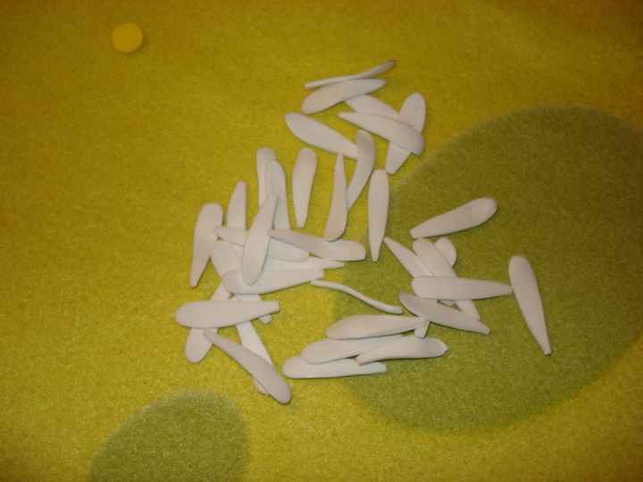 pétalos de margarita