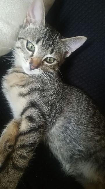 ¿Cómo se llama vuestra mascota? - 3