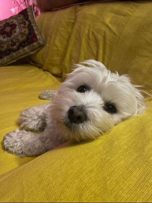 ¿Tenéis mascotas?🐈 🐩¿Os van a acompañar el día B? 4
