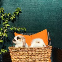 ¿Tenéis mascotas?🐈 🐩¿Os van a acompañar el día B? - 5