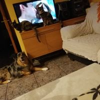 ¿Tener mascota o no? - 1