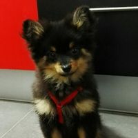 ¿Cómo se llama vuestra mascota? - 1