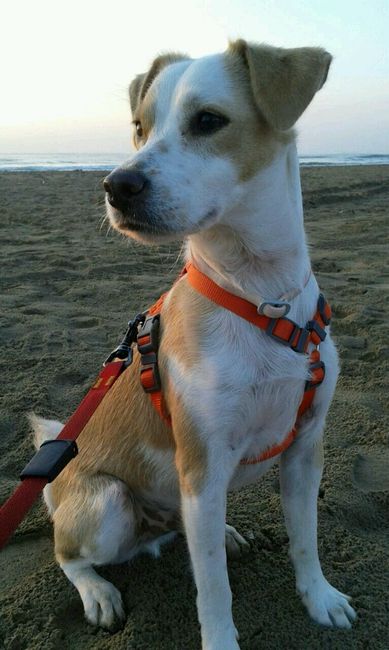 Nuestras mascotas!! - 1