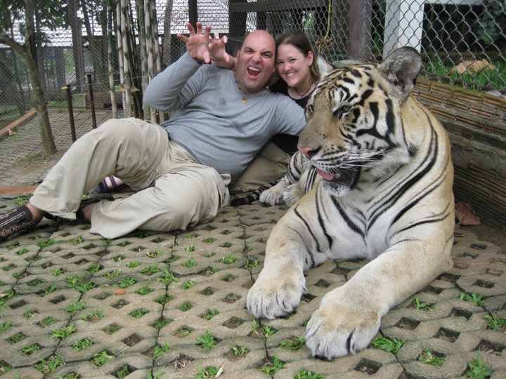 Con tigre grande