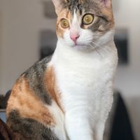 ¿Cómo se llama vuestra mascota? 🐶 - 1