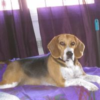 Nuestras mascotas!! - 1