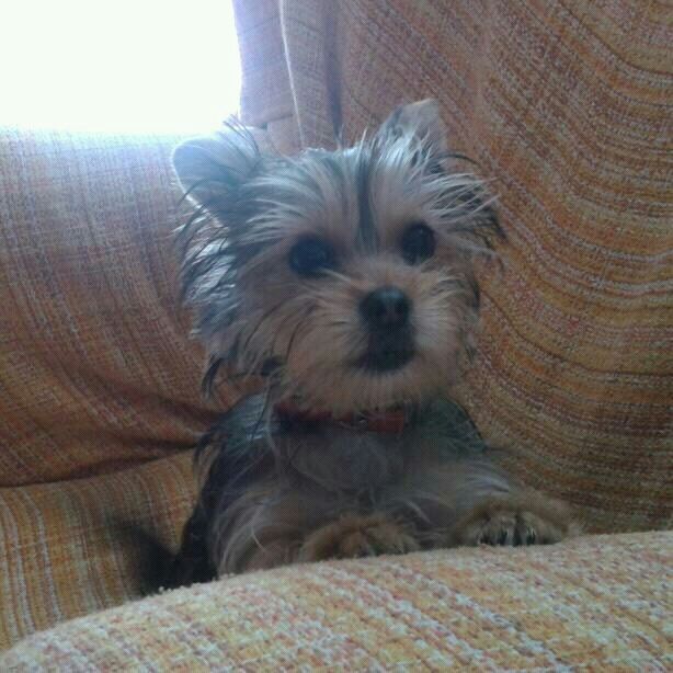 Nuestras mascotas!! - 1