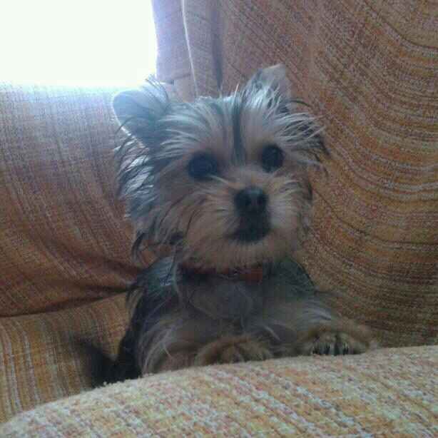 Nuestras mascotas!! - 1