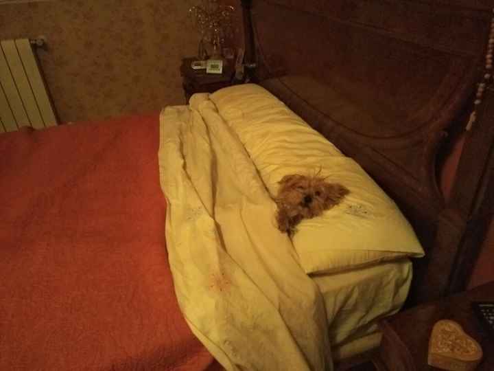 ¿Cómo se llama tu invitado más peludo y fiel? 😜 - 3