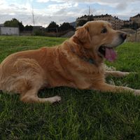 Si hoy me casara, lo haría con... ¡esta MASCOTA! - 1
