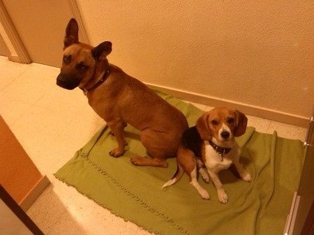 Rocky y Luca