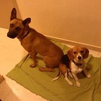 Rocky y Luca