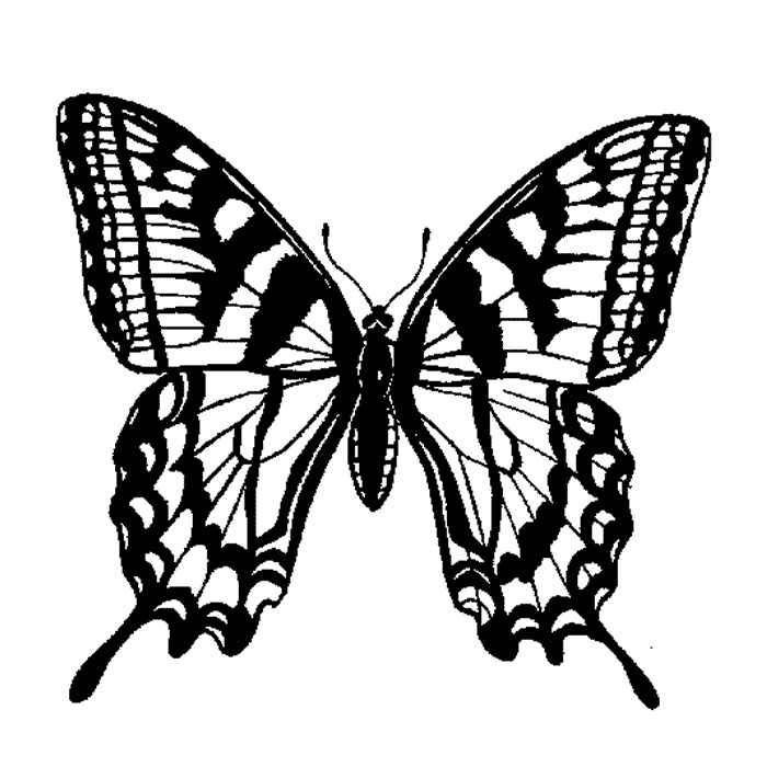 MARIPOSA 2