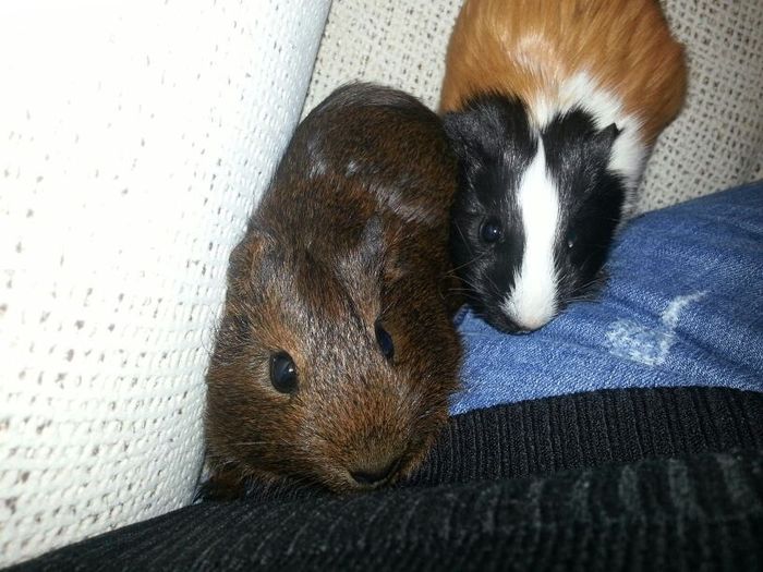 Nuestras mascotas!! - 1