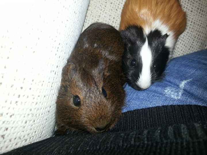 Nuestras mascotas!! - 1