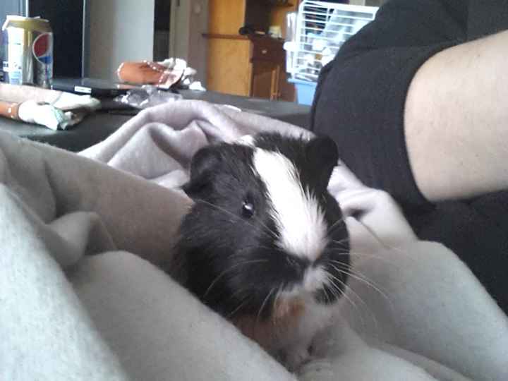 Nuestras mascotas!! - 2