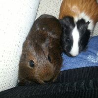 Nuestras mascotas!! - 1