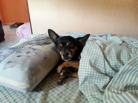Nuestras mascotas!! - 2