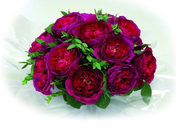 Rosas de Austin