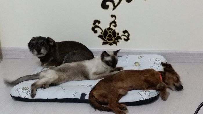 Nuestras mascotas!! - 1