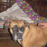 Sonia