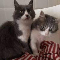 ¿Perro o gato? - 2
