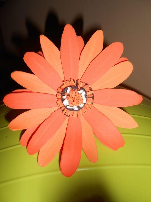 primer intento de gerbera