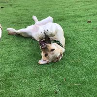 Mi perro llevará los anillos 🐶 - 1